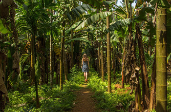 Goa Tropical Spice Plantation